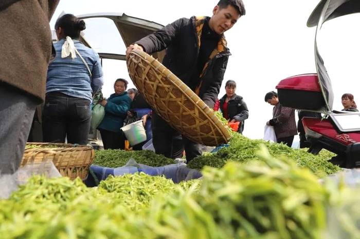 有关于2021年春茶已开采！各茶区绿茶采摘时间汇总的最新资讯