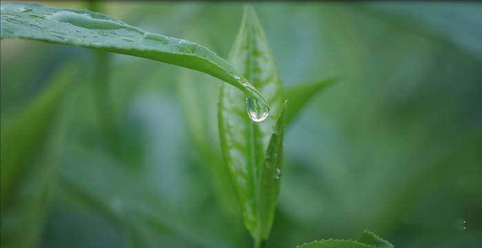 有关于“保靖黄金茶国家地理标志产品保护示范区” 入选“2021年国家地理标志产品保护示范区筹建名单”的热门资讯(3)