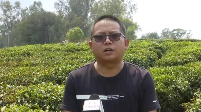 有关于云南牟定春茶采摘正当时、农民喜收“黄金叶”！的信息(1)