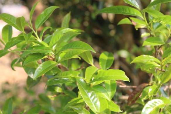 有关于保山龙新乡：探索古树茶产业助力乡村振兴的热门信息(2)