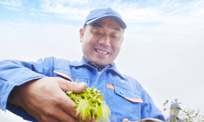 关于河南省光山县全国有机农产品（茶）基地：茶园到茶杯，皆为这一品的热门新闻(8)