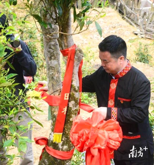 有关于连南马头冲村开采2021年清明高山千年古树茶的消息(5)