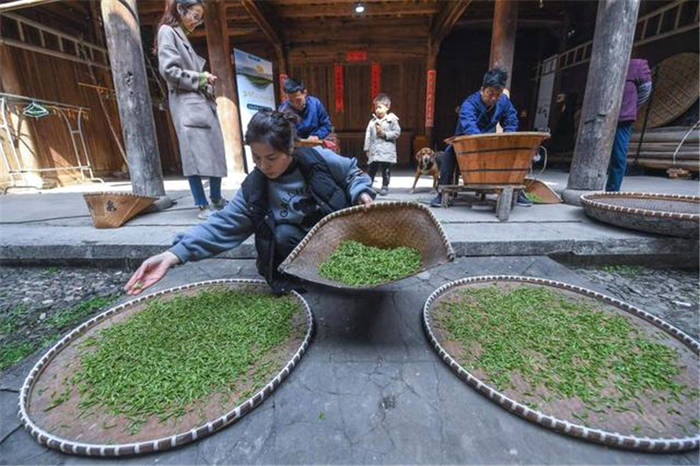 有关于春茶到！浙江几十个产茶区县春茶陆续开采的热门资讯(11)