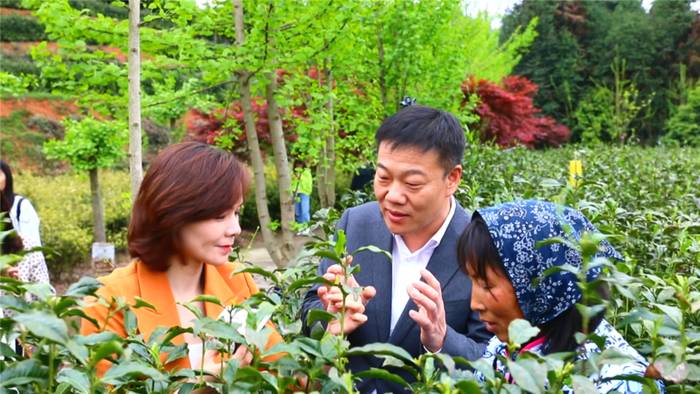 关于开化龙顶香飘四海！县长毛献明带你游茶园的消息(1)