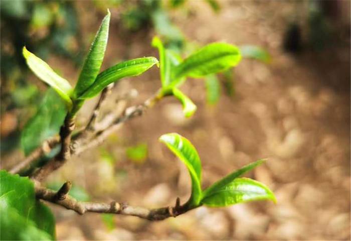 有关于一周速读丨超低价冰岛老班章充斥电商平台、中国风奶茶流行、欧洲以消费红茶为主的最新消息