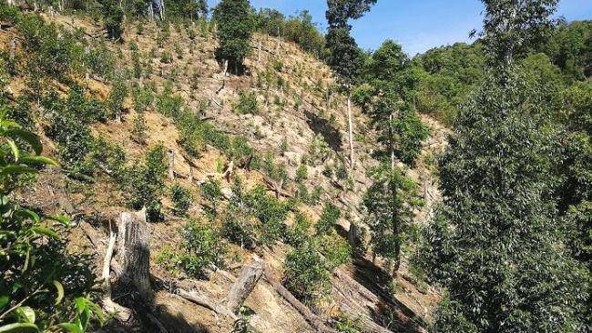 关于西双版纳现大规模毁林种茶，普洱茶价格虚高惹的祸的最新资讯(1)