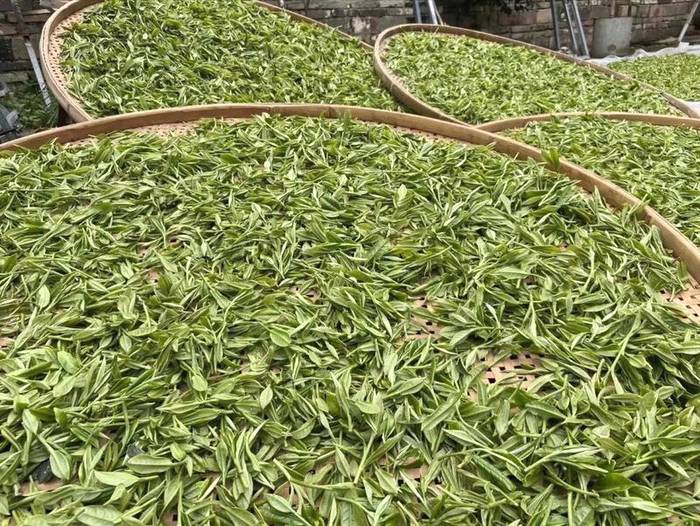 关于白茶涨势明了：涨幅最高达50%，且入局者越来越多！的资讯(3)