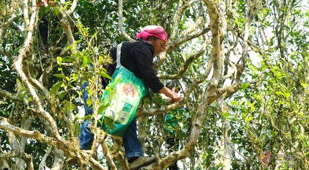 有关于文山州首个茶产业专家工作站西畴县法斗乡坪寨村揭牌的新闻(2)