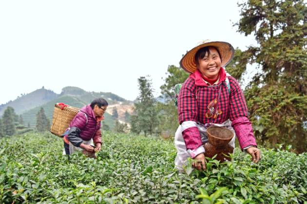 有关于富硒茶园茶树长势喜人 预计春茶毛茶产量680吨的信息