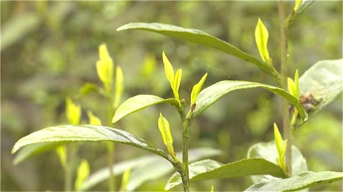 有关于四川广安武胜县：一斤1700元的茶叶种进小山村 助农增收的信息(4)