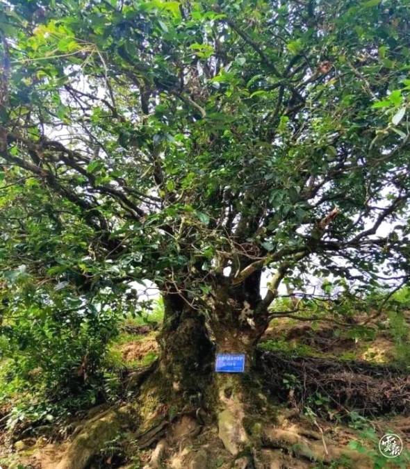 有关于云南各地春茶开采 一片茶叶成就一个绿色产业的最新信息(16)