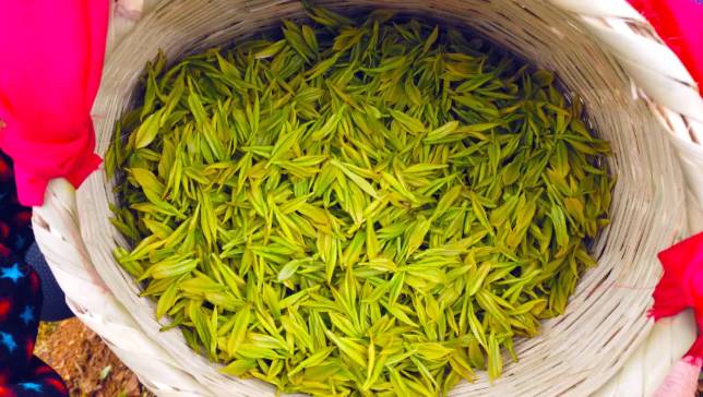 有关于沿河：“携茶”迎来采摘季 千里帮扶情义深的最新信息(6)