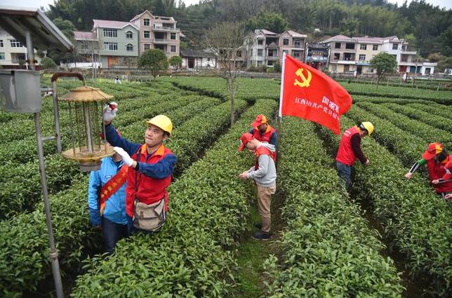 关于江西遂川：春茶加工“柴改电”茶旅融合促增收的最新信息(1)