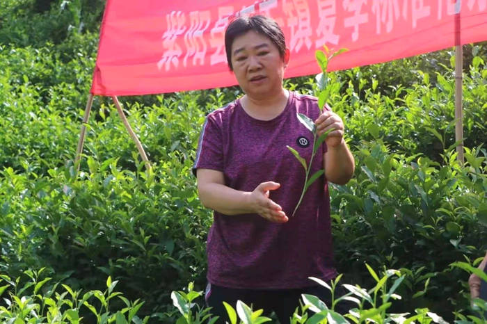 关于紫阳县狠抓夏季茶园管理，强化组织生产延链促增收的新闻