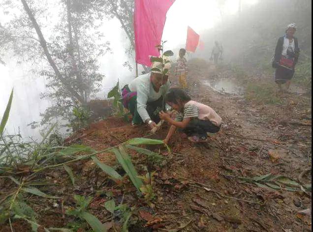 关于勐海县布朗山乡：守住绿水青山，才能有好茶山的热门信息(8)