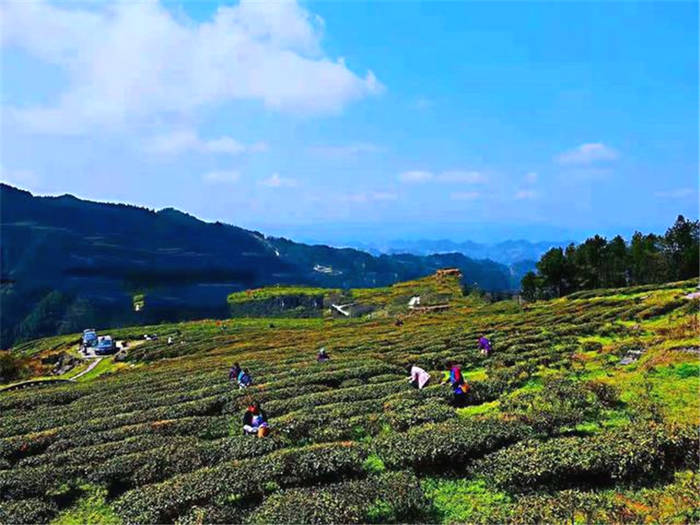 有关于贵州德江复兴镇：茶叶飘香溢满乡村振兴路的最新消息(1)