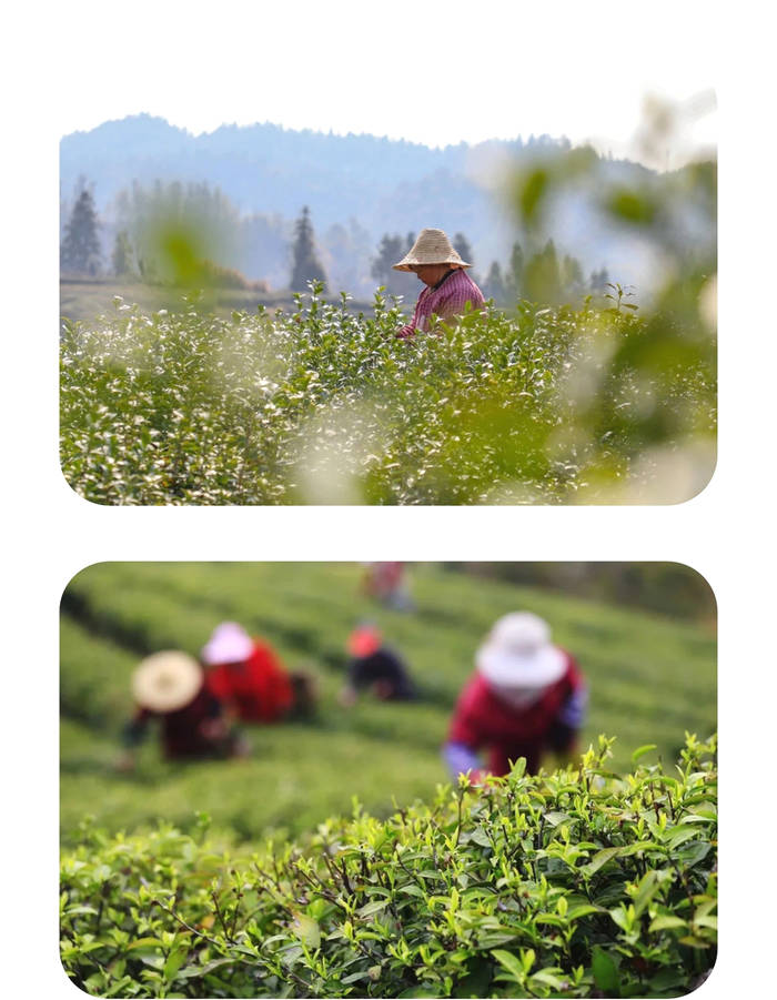 有关于2021年长三角春茶茶情通报（第二期）的最新信息