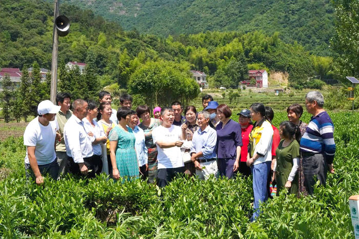 有关于舒城县：以科技推动茶业生产，助农增收，助力乡村振兴的信息(2)
