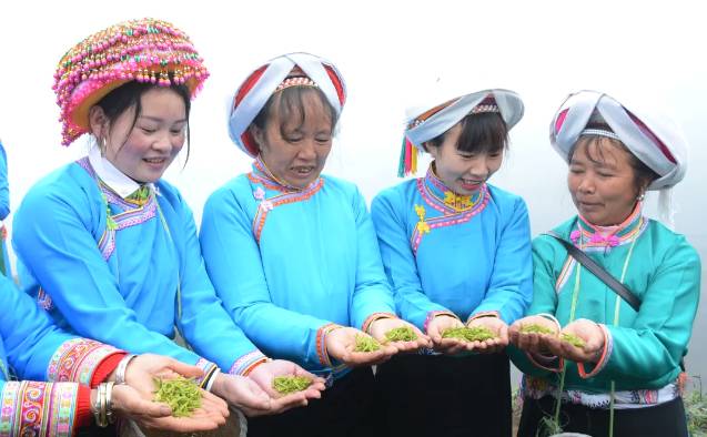 关于普安县“白叶一号” 感恩茶园开园采摘啦！的信息(3)