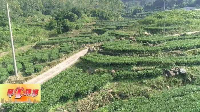 关于广东惠东茶产业3万多亩 年产值3.6亿元的最新信息(2)