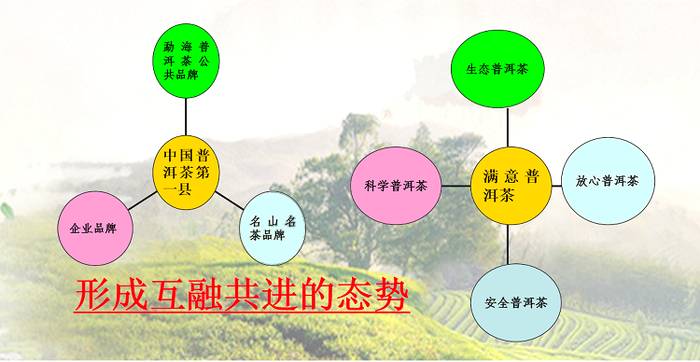 关于突出“勐海味”特色 打造“中国普洱茶第一县”金字招牌的新闻(7)