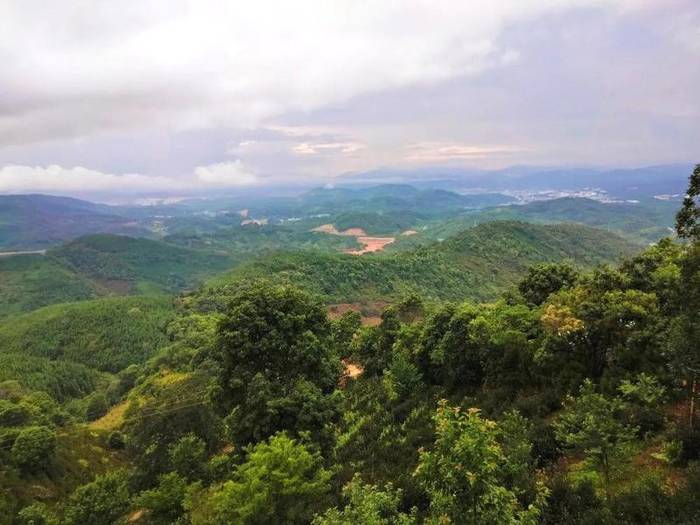 关于“绿水青山就是金山银山”发展理念 着力创建勐海县乡村振兴示范茶园的热门消息(13)