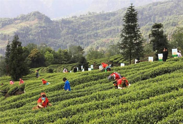 有关于屏山双峰村：人山人海，都奔着一缕茶香而来的资讯(3)