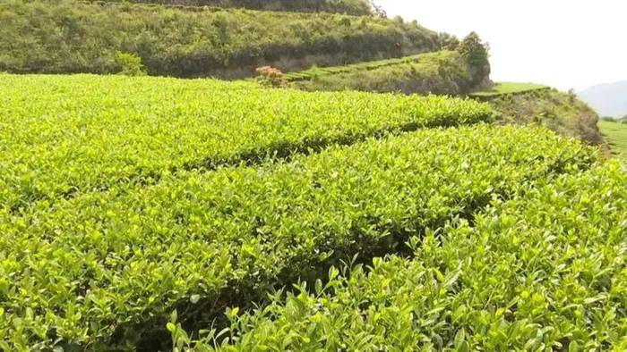 有关于成立产业联合体，漳州长泰县抱团发展茶产业的热门资讯(1)