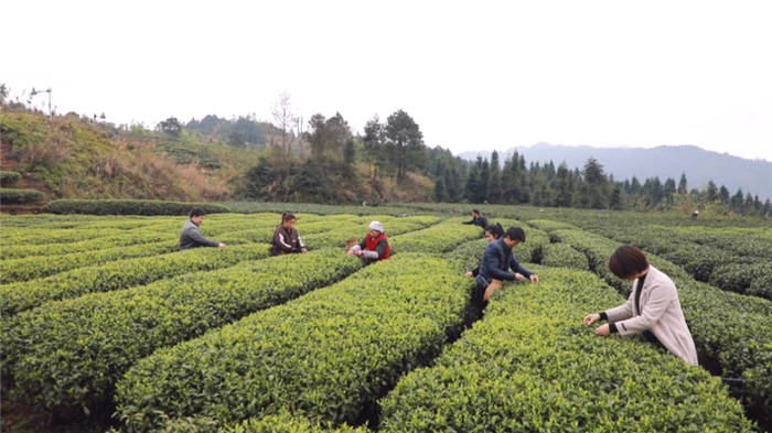 有关于吴琼锋：关注黎平县茶叶发展 认真履职尽责 彰显代表风采的热门信息(1)