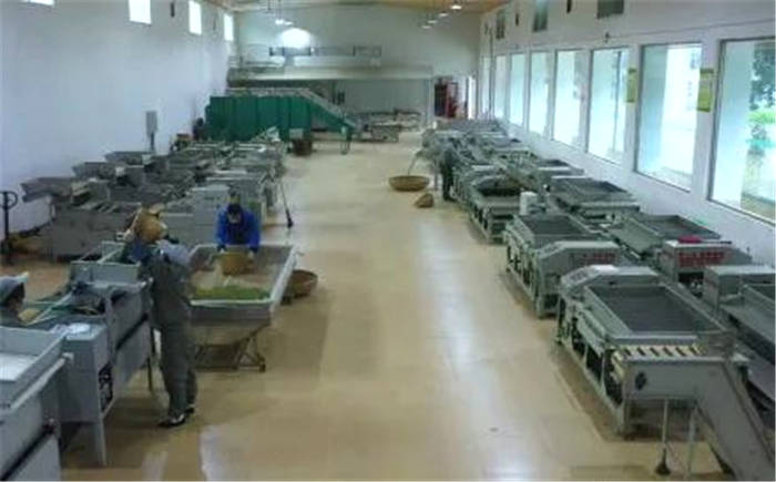 有关于四川广元：旺苍米仓山新茶上市，黄茶每斤卖到8800元！的新闻(6)