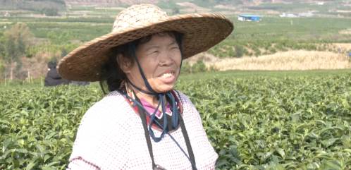 关于象州县妙皇乡思高村委古琶村茶园正式开采的热门新闻(4)