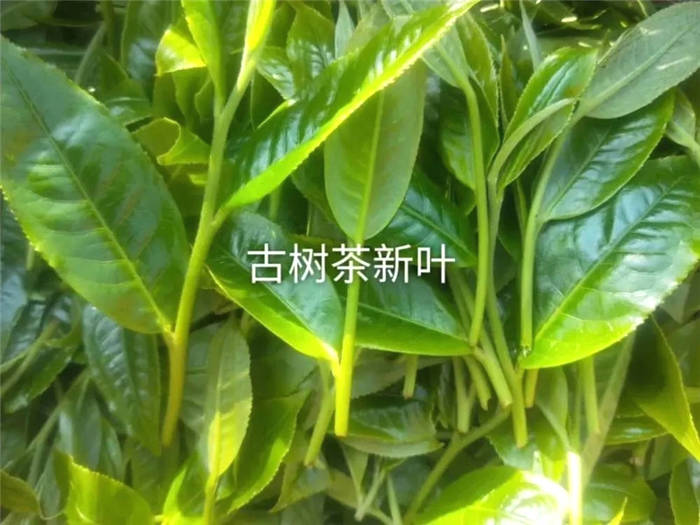 关于云南省茶叶流通协会回应“春茶乱象”问题的热门信息(6)