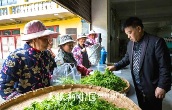 有关于黔西新金村大力发展茶产业，助推脱贫攻坚的消息(3)