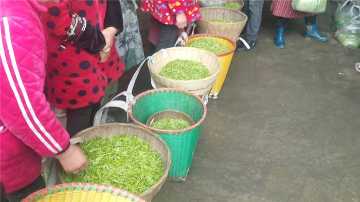 关于雅安名山：春茶鲜叶采不停 万古茶市交易忙的热门信息(2)