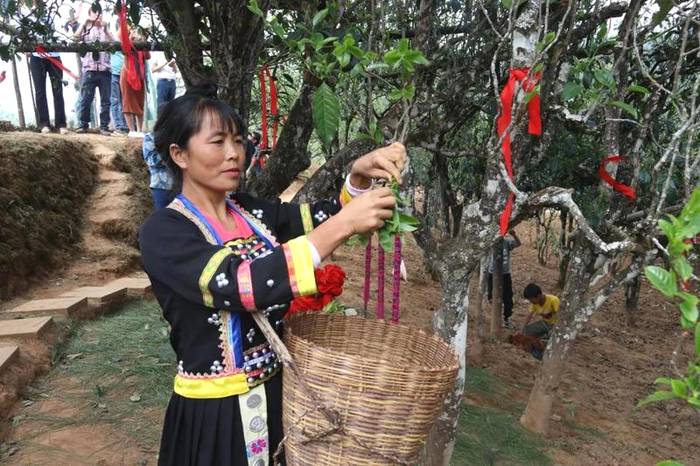 有关于镇沅：“千家寨爷号”普洱茶 “四爷”打笋山茶区开采的最新信息(4)
