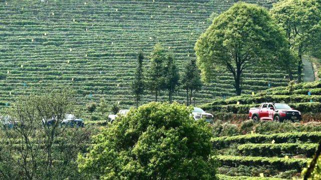 有关于当古茶之王遇上皮卡之王，长城皮卡助力勐海古树茶开采的信息(12)