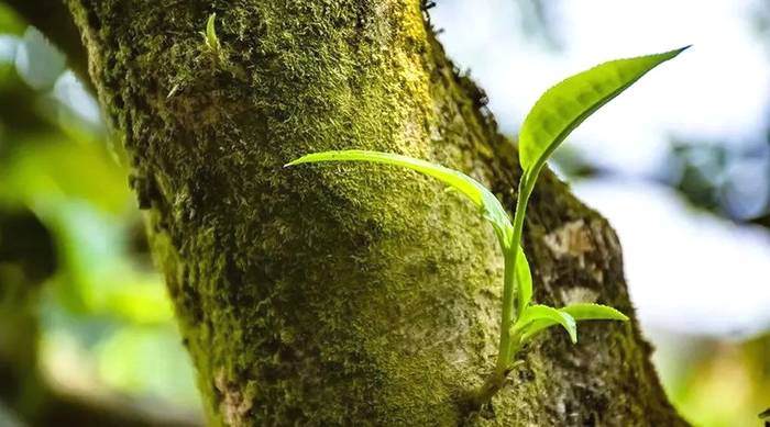关于古树茶强势回归!2021年云南山头茶价格发布的热门资讯(11)
