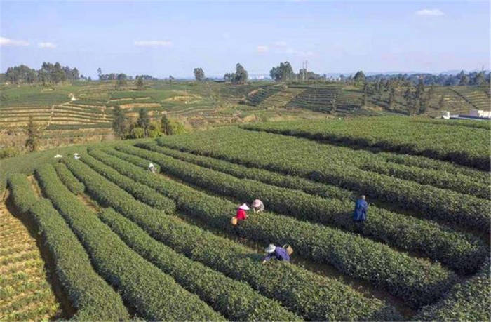 有关于四川眉山青神县：春茶销售旺 茶农采摘忙的最新信息