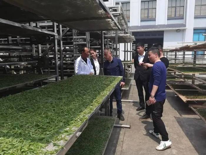 有关于福建省农技协茶叶专委会志愿下乡,科技赋能茶产业的热门信息