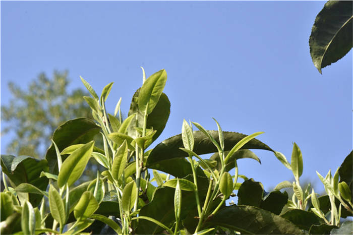 有关于一周速读：2021中国茶叶品牌价值评估、521国际茶日、品牌整合不是“1＋1”的热门信息(4)