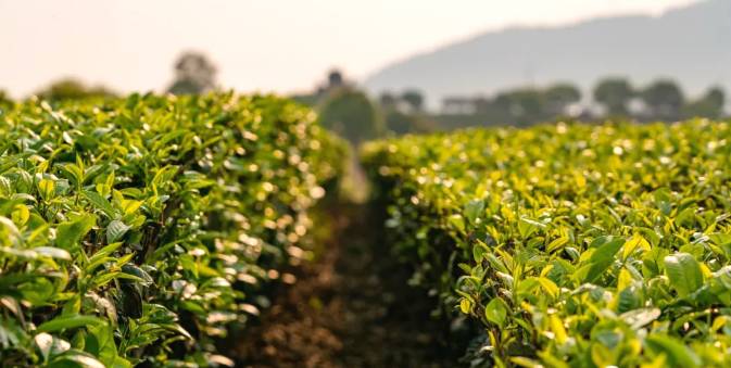 关于三月春光好采茶 宁洱20余万亩现代生态茶园进入采摘期的最新信息(14)