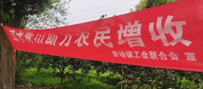关于夹江​新场镇：植树植出新希望 采茶助力农民增收的资讯(6)