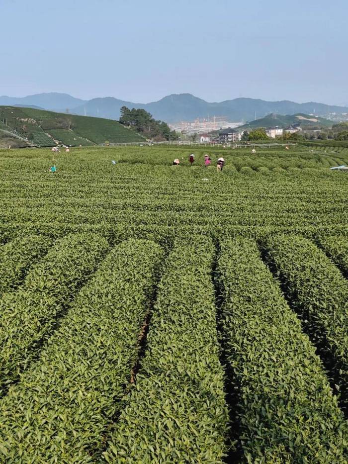 关于华春莹点赞杭州！外国朋友也被惊艳到了：“味道好极了……”的热门消息(8)