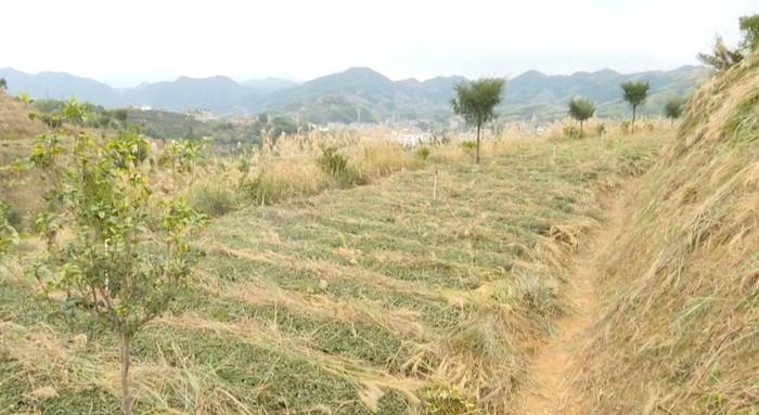 有关于安溪芦田：冬季管护热潮开启“护春茶”模式的最新资讯(1)