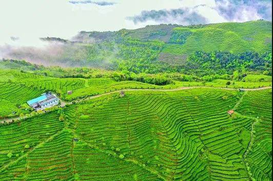 关于新华每日电讯:福鼎白茶茶中黑马,改变万千人生的信息(1)