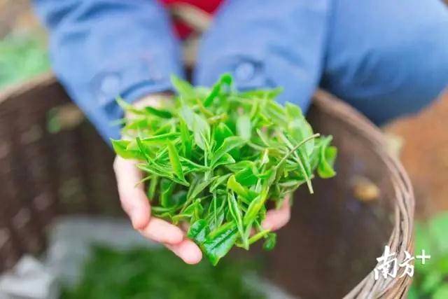 有关于春茶品“鲜”正当时，英德红茶四月初将全面开采的消息(2)