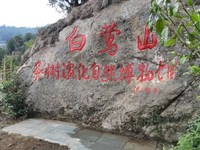 有关于中国首家茶树演化自然博物馆在临沧白莺山挂牌的新闻