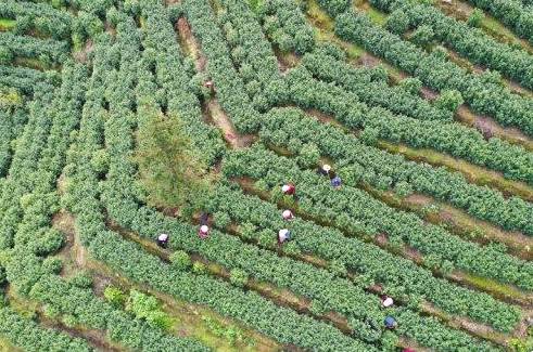 关于乐清能仁村“一叶一芽” 高品质茶叶来自养护、采摘等环节的“呵护”的新闻(1)