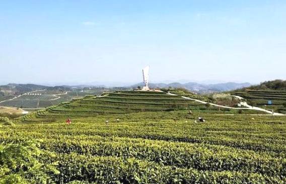 有关于瓮安茶园春茶全面开采 预计全年产量在1.5万吨的最新消息(3)