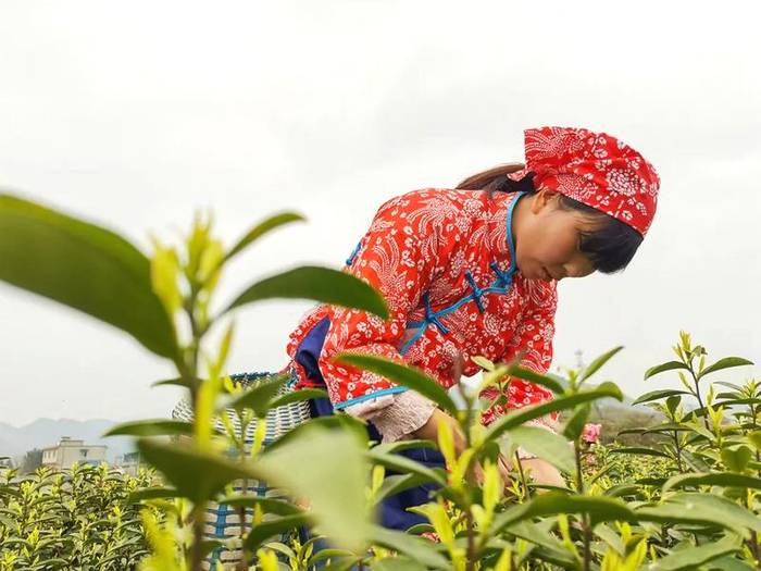 有关于奋斗百年路 启航新遵义 春天里,采茶忙!的消息(1)